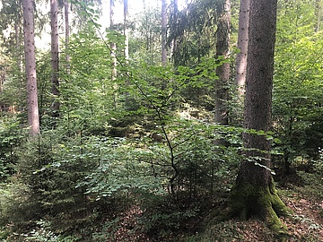 © pro Holz Austria